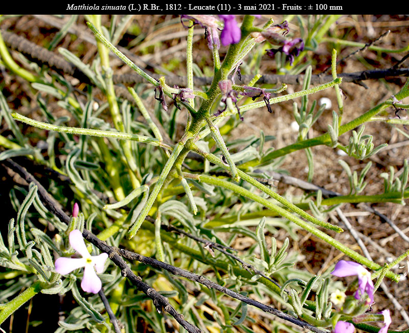 Matthiola sinuata #68832