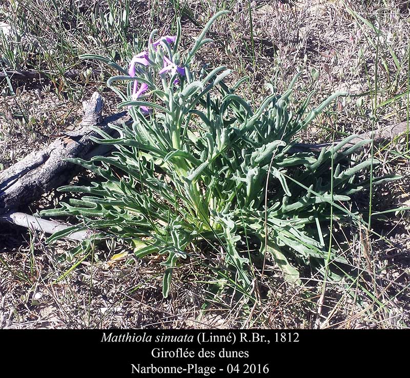 Matthiola sinuata #44677