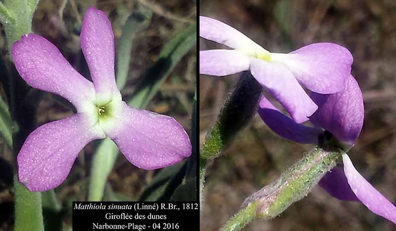 Matthiola sinuata #44679