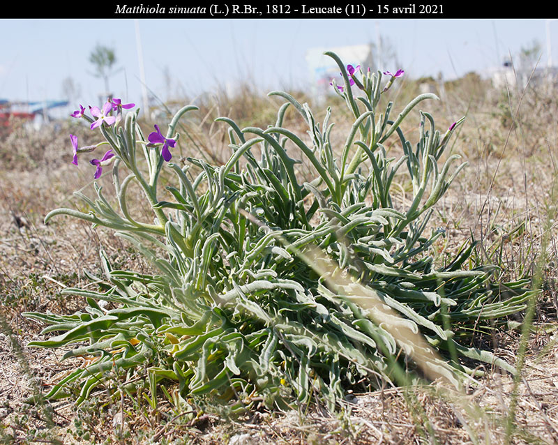Matthiola sinuata #68828