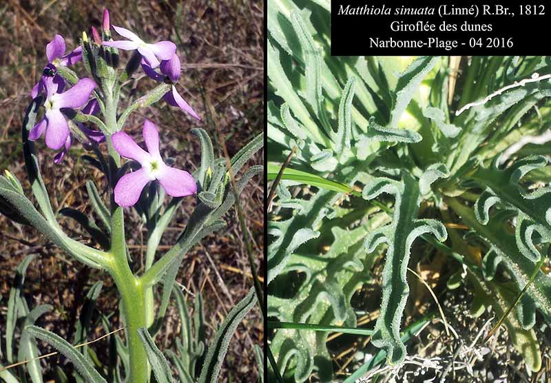 Matthiola sinuata #44678