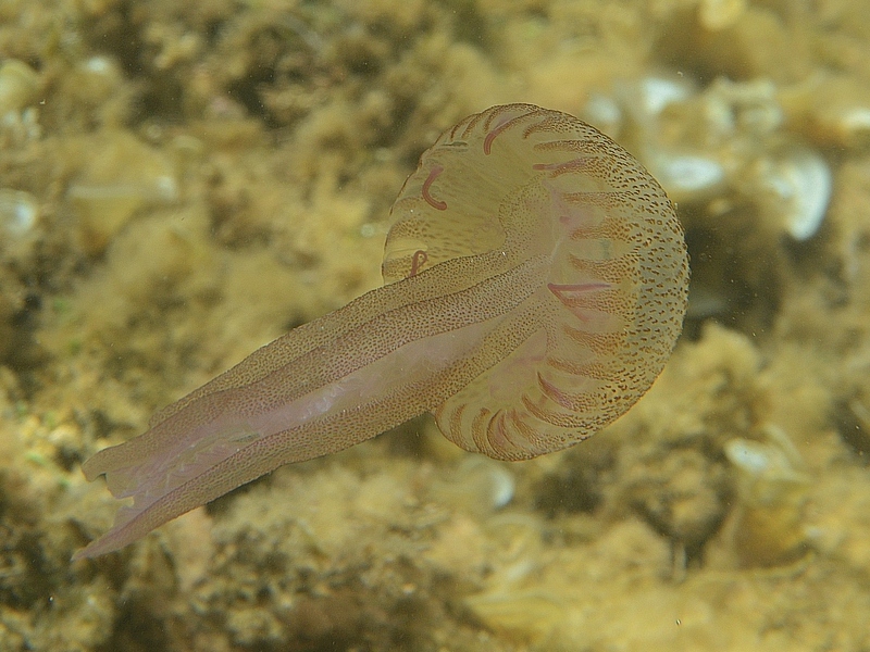 Méduse pélagie, Pelagia noctiluca #60329