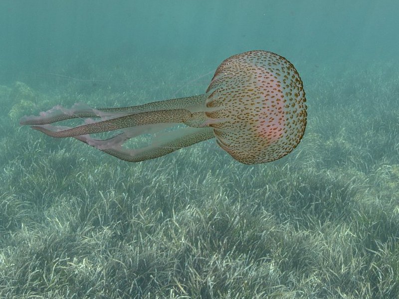 Méduse pélagie, Pelagia noctiluca #60332