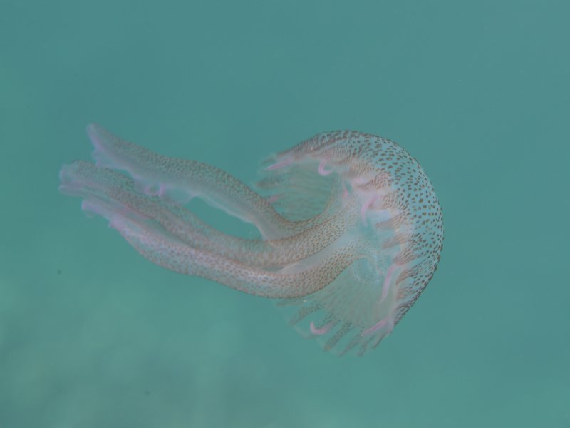 Méduse pélagie, Pelagia noctiluca #60330