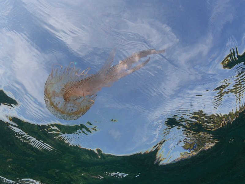 Méduse pélagie, Pelagia noctiluca #60331