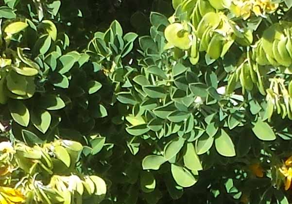 Medicago arborea #50806