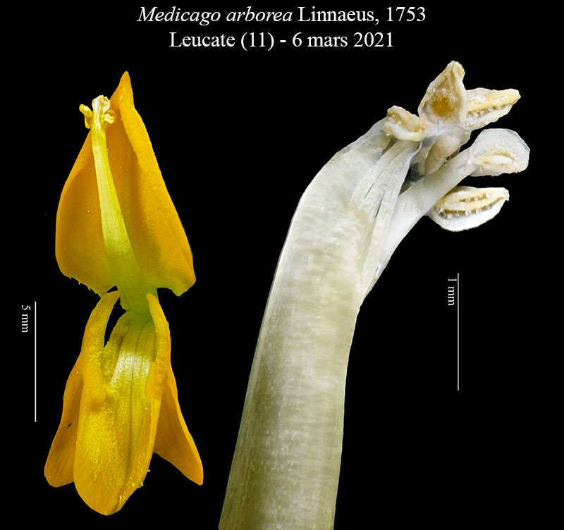Medicago arborea #65812