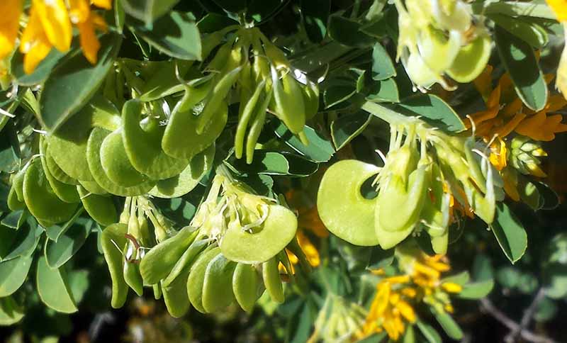 Medicago arborea #50808