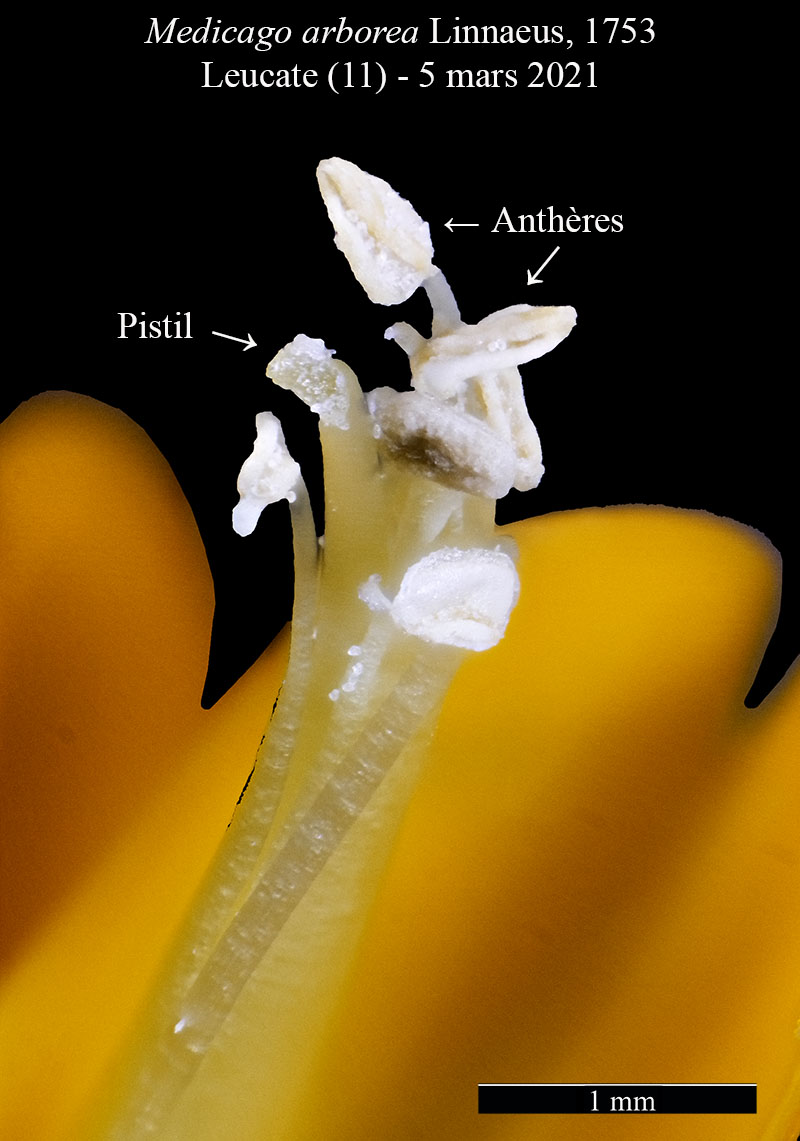 Medicago arborea #65815