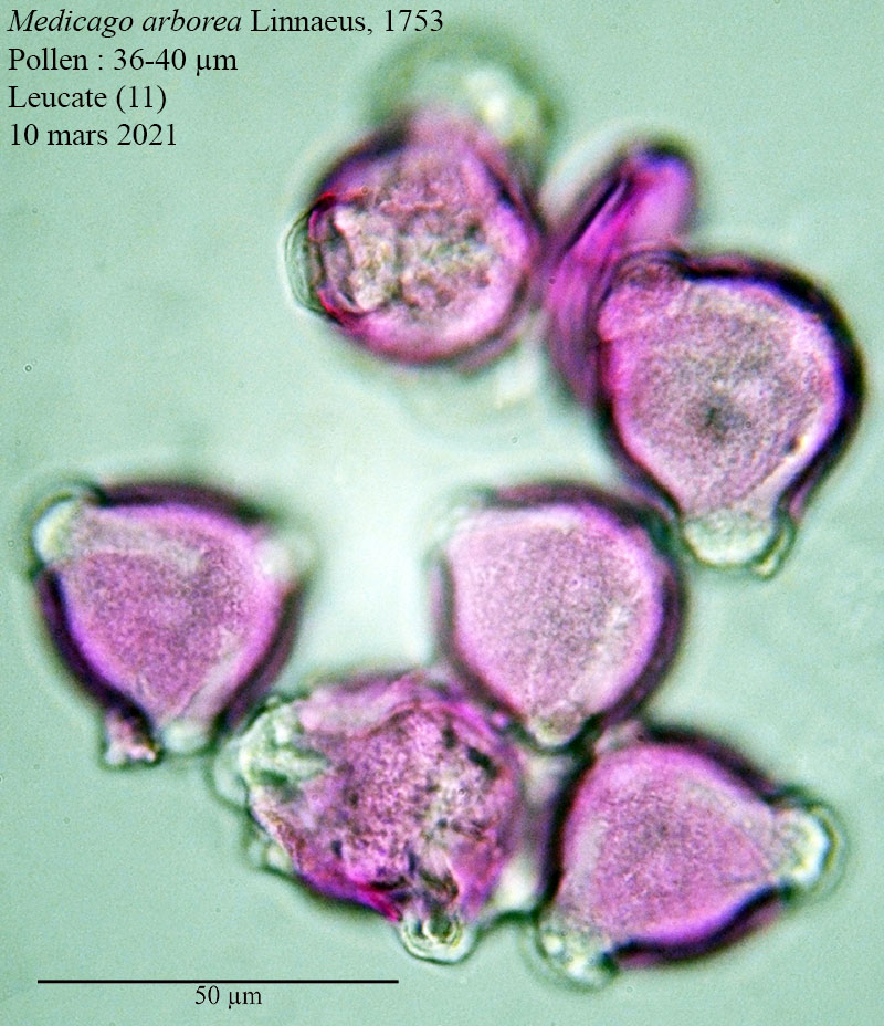 Medicago arborea #65818