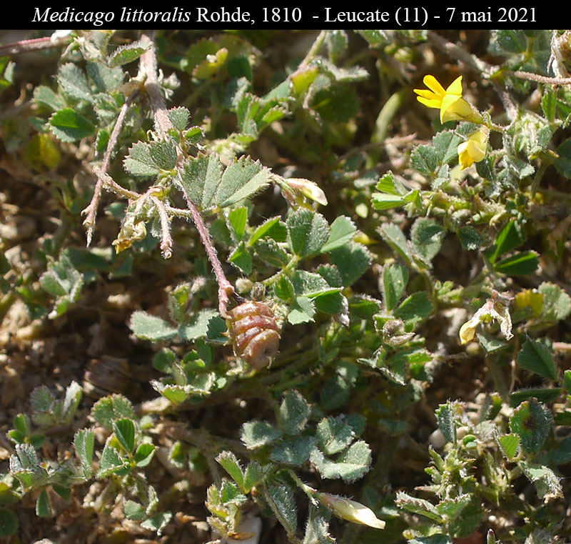 Medicago littoralis Rohde ex Loisel., 1810 #66710