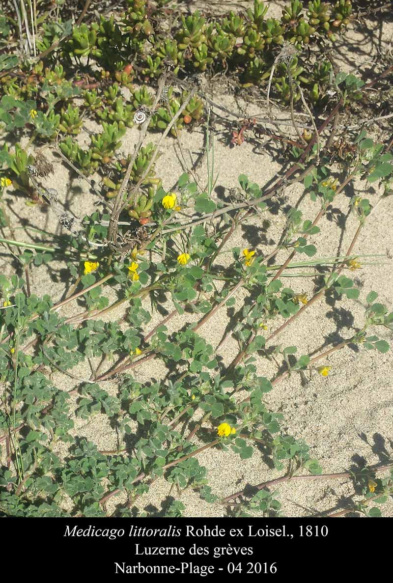 Medicago littoralis Rohde ex Loisel., 1810 #44790