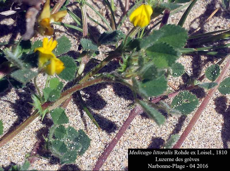 Medicago littoralis Rohde ex Loisel., 1810 #44791