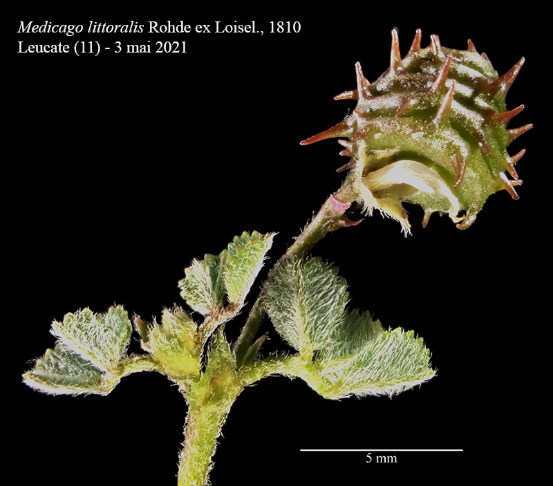 Medicago littoralis Rohde ex Loisel., 1810 #66716