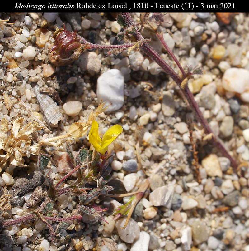 Medicago littoralis Rohde ex Loisel., 1810 #66709