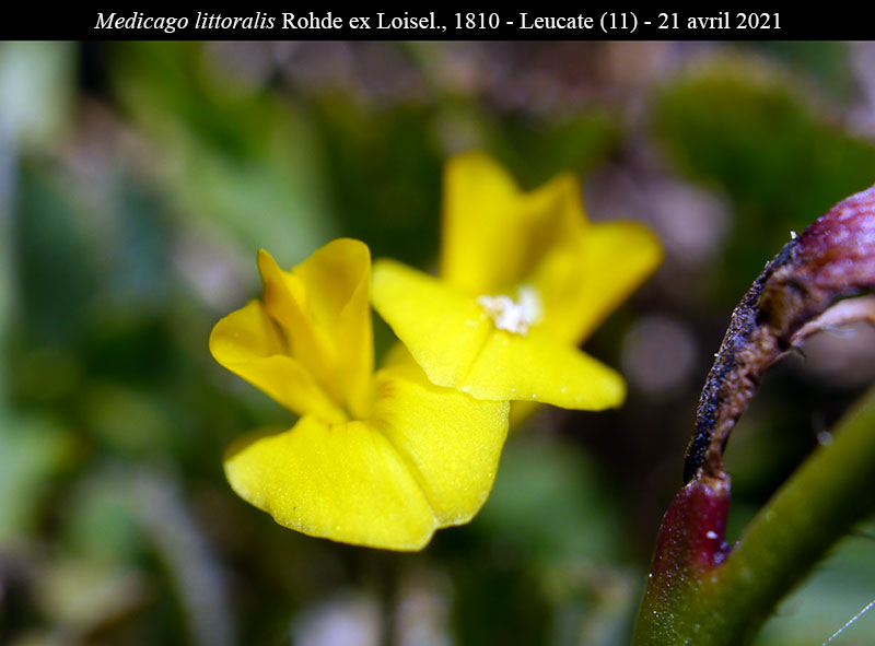 Medicago littoralis Rohde ex Loisel., 1810 #66711