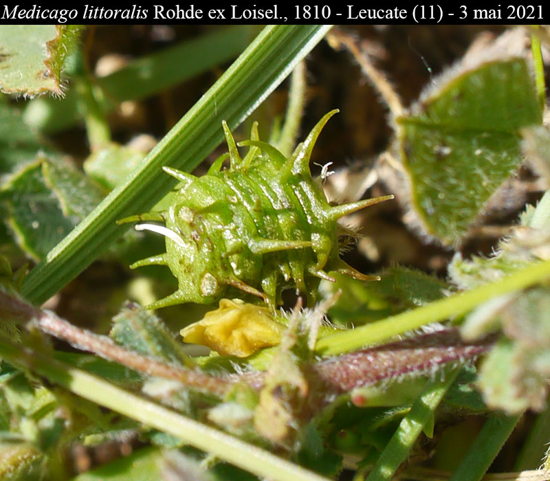 Medicago littoralis Rohde ex Loisel., 1810 #66714