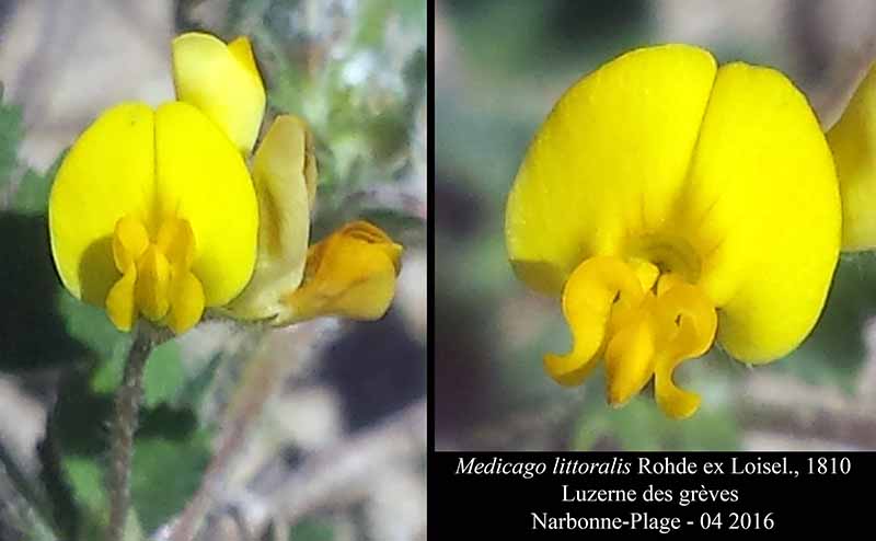 Medicago littoralis Rohde ex Loisel., 1810 #44792