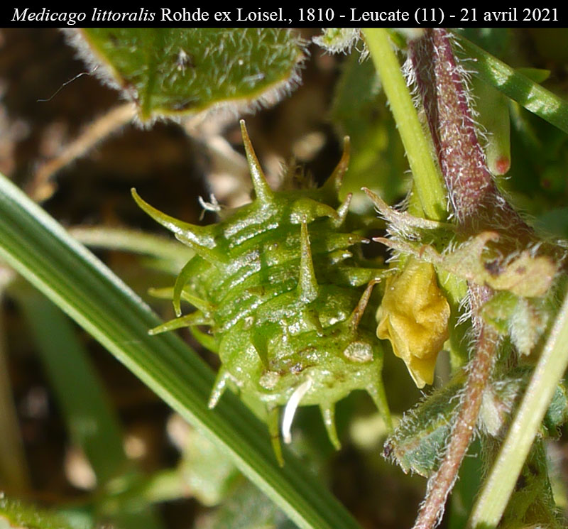 Medicago littoralis Rohde ex Loisel., 1810 #66715