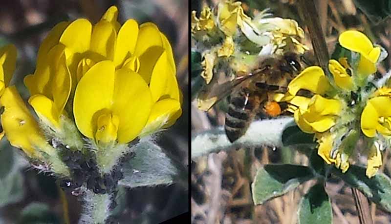 Medicago marina #44795