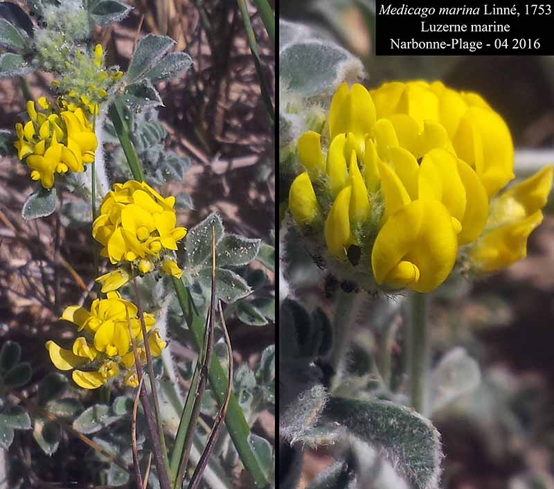 Medicago marina #44794