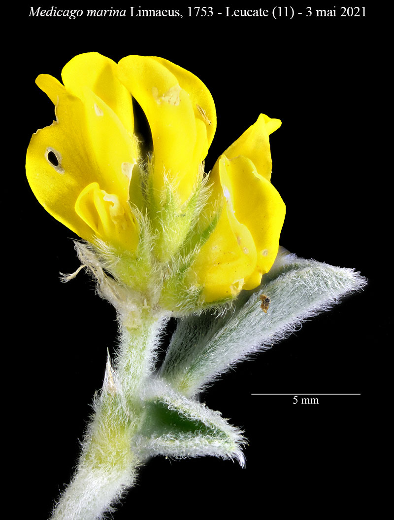 Medicago marina #66732