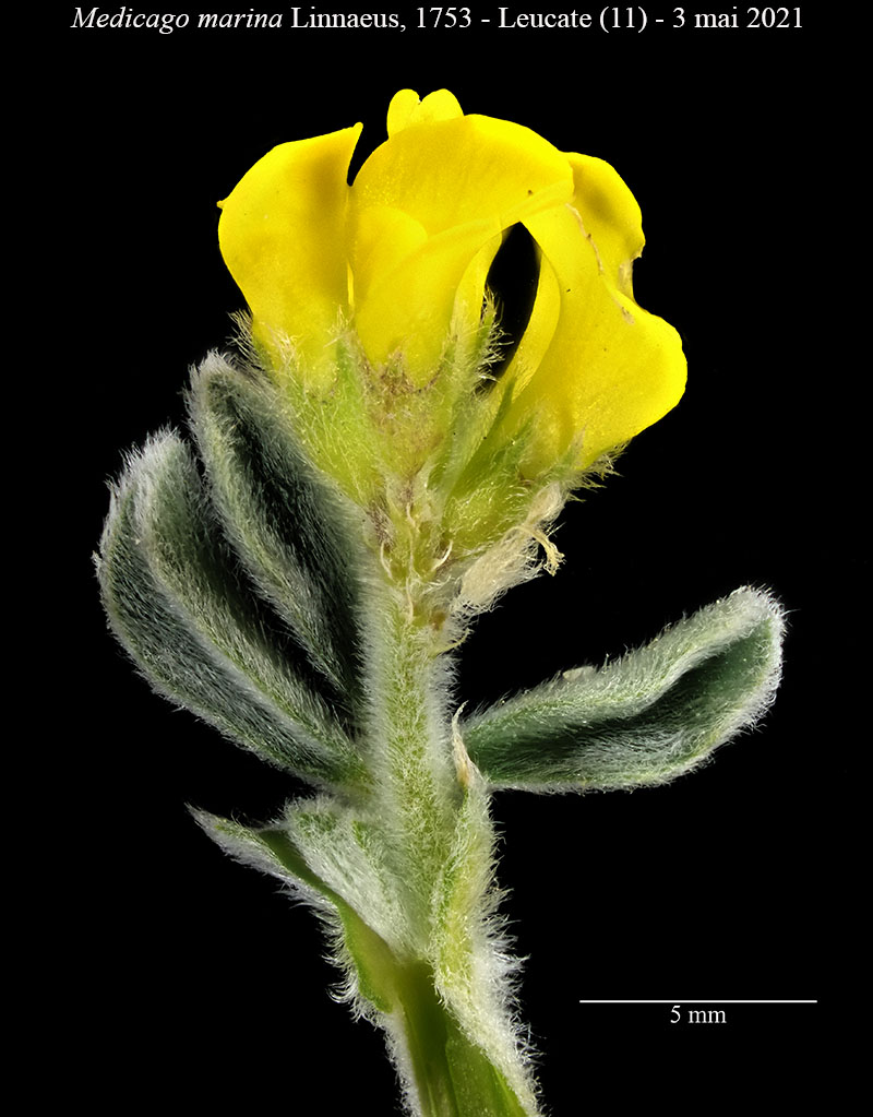 Medicago marina #66731