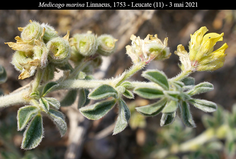 Medicago marina #66733