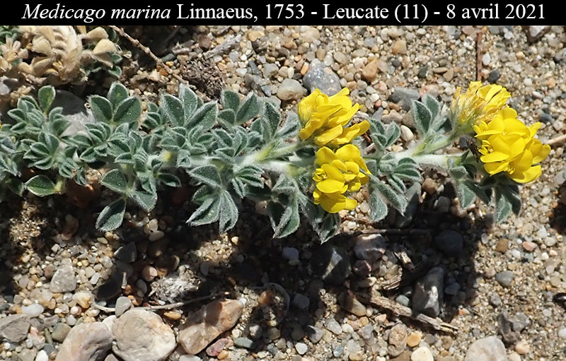 Medicago marina #66729