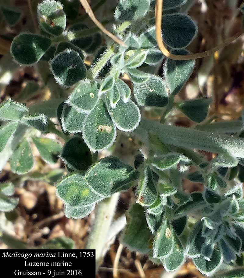 Medicago marina #45669