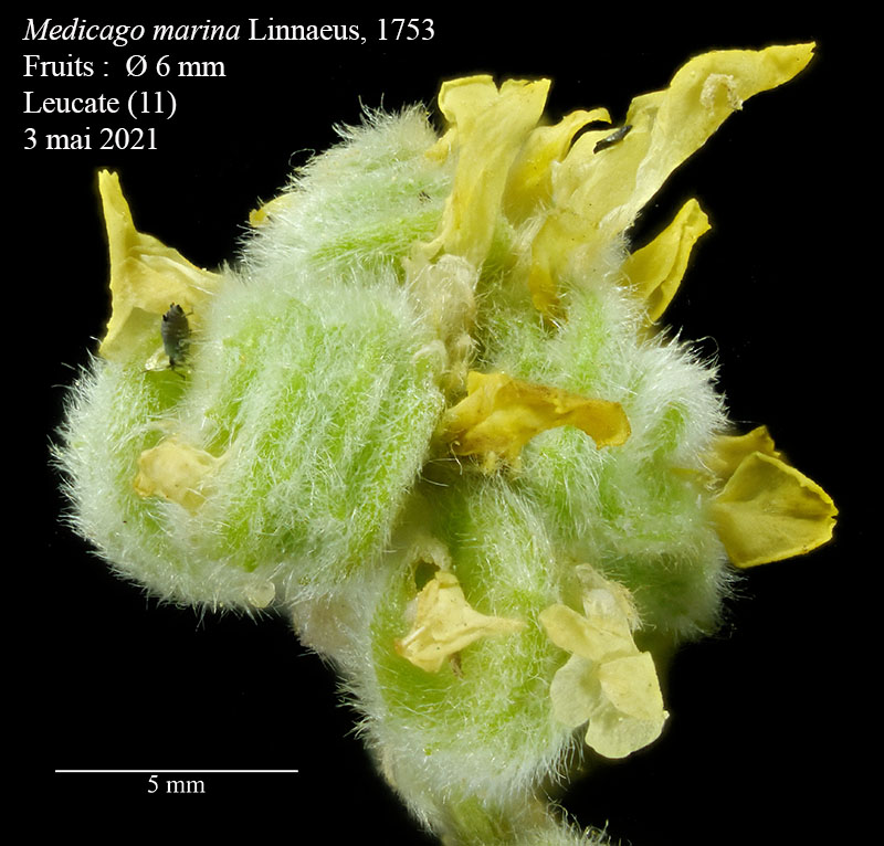 Medicago marina #66734