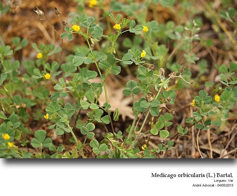 Medicago orbicularis (L.) Bartal. #41419