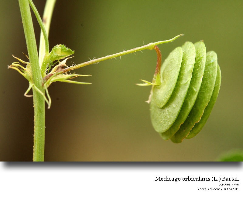 Medicago orbicularis (L.) Bartal. #41420