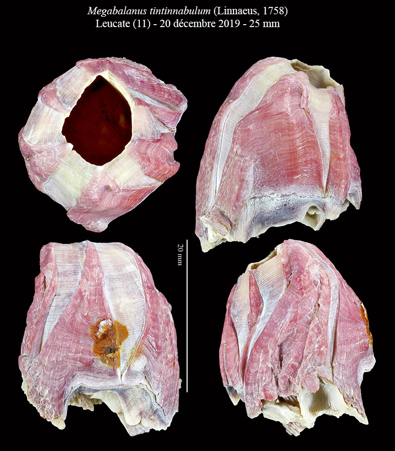 Megabalanus tintinnabulum #64139
