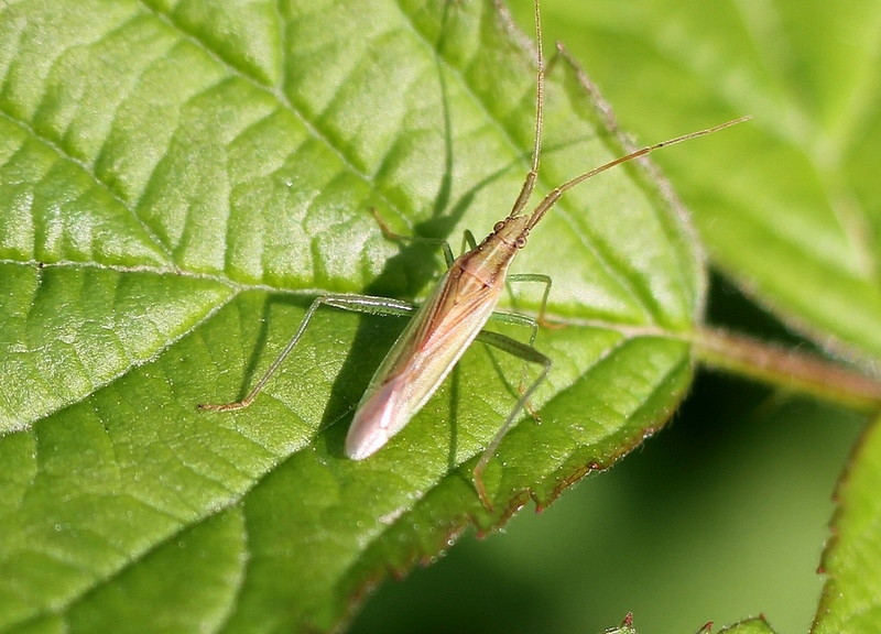 Megaloceroea recticornis #37351