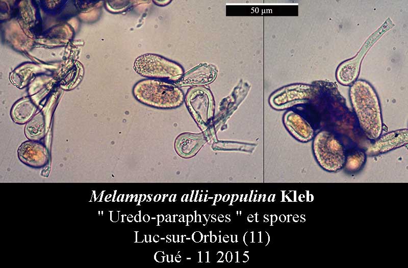 Melampsora allii-populina #42632