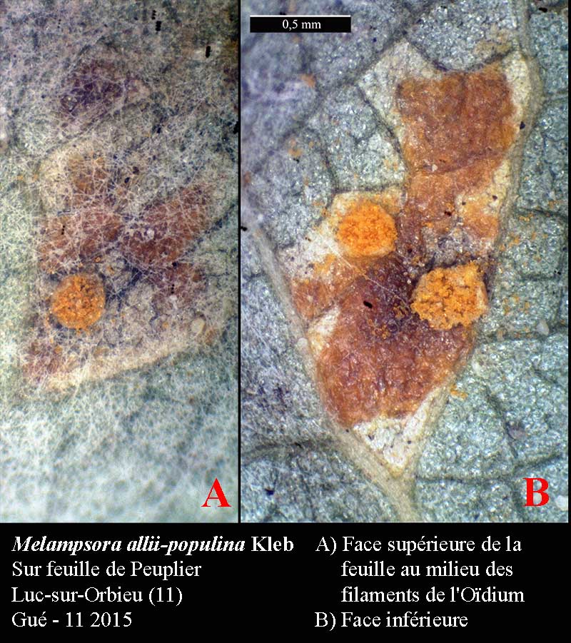 Melampsora allii-populina #42629