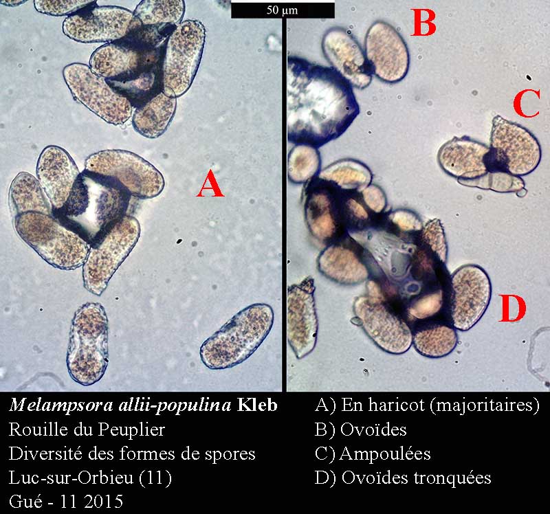 Melampsora allii-populina #42630
