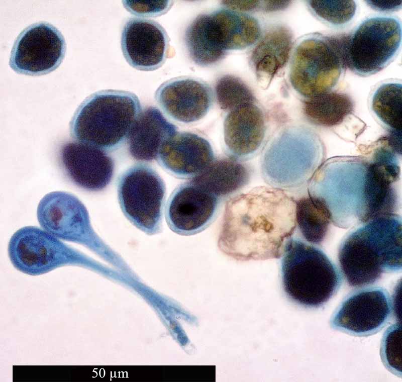 Melampsora lini #50246