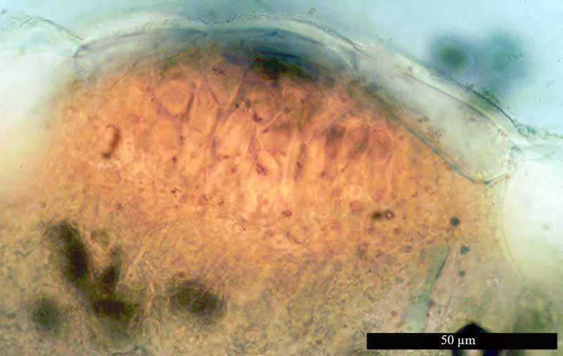 Melampsora lini #50242