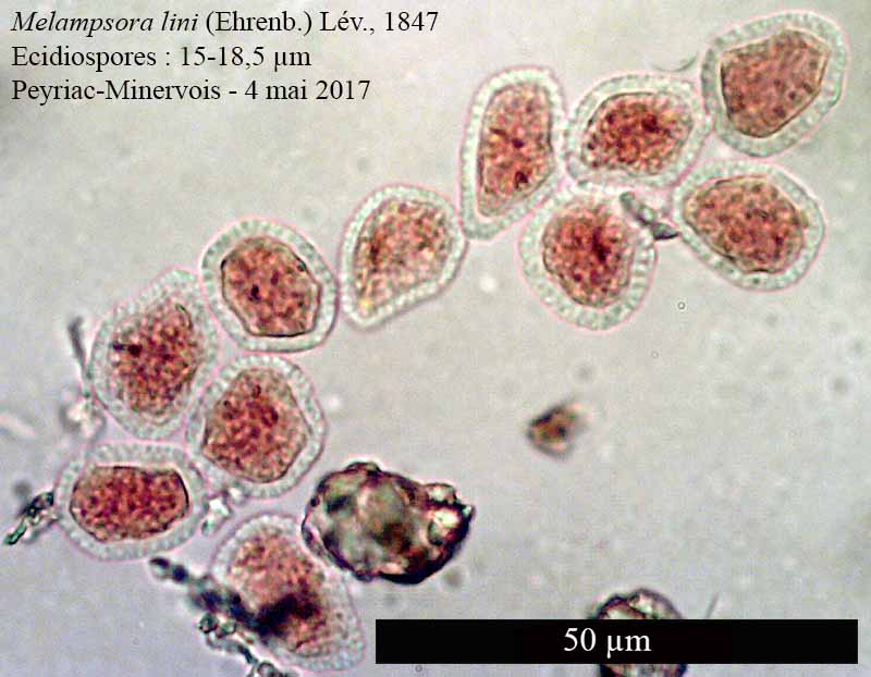 Melampsora lini #50244