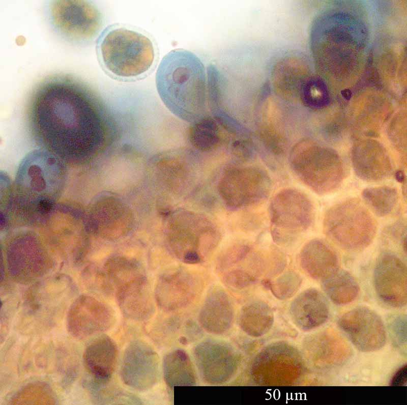 Melampsora lini #50245