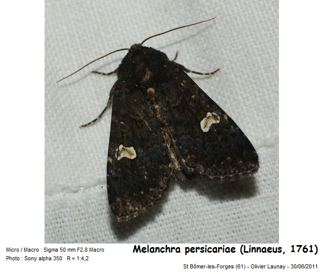 Melanchra persicariae (L., 1761) Noctuelle de la Persicaire #43440