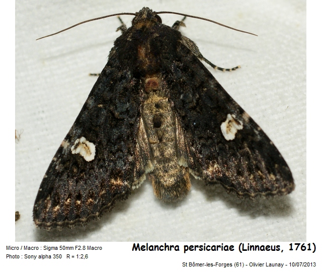 Melanchra persicariae (L., 1761) Noctuelle de la Persicaire #43441