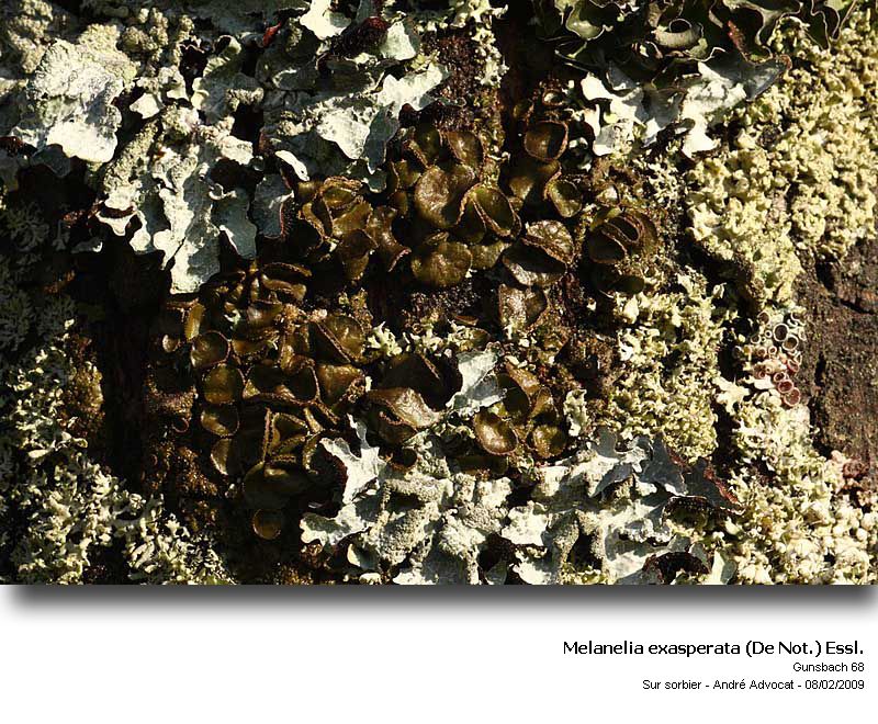 Melanelia exasperata (De Not.) Essl. (=Parmelia exasperata) #8680