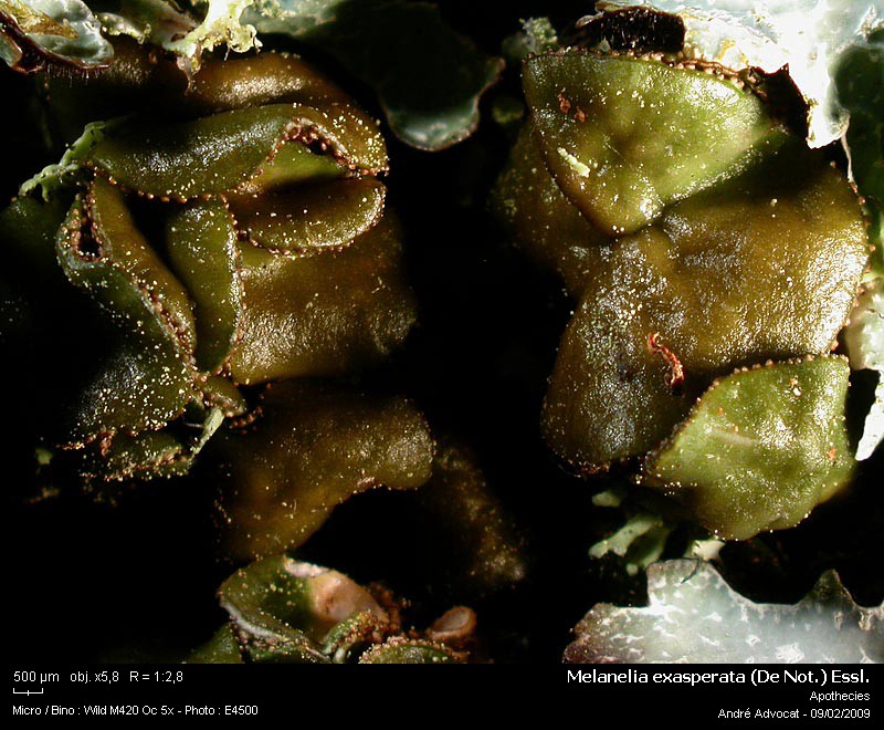 Melanelia exasperata (De Not.) Essl. (=Parmelia exasperata) #8681