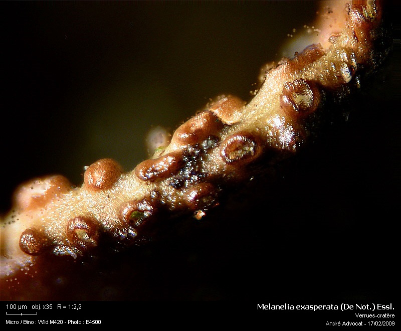 Melanelia exasperata (De Not.) Essl. (=Parmelia exasperata) #9038