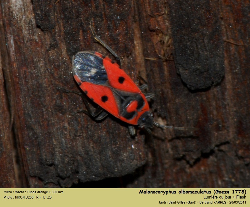 Melanocoryphus albomaculatus (Goeze, 1778) #21476