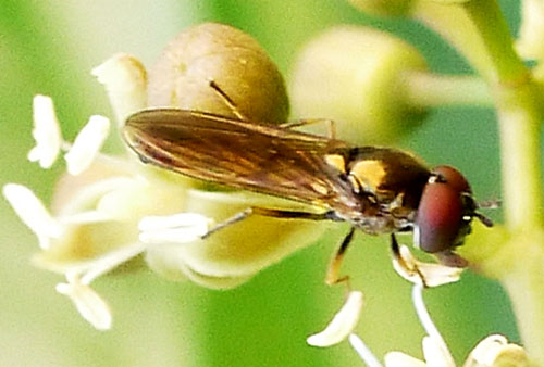 Melanostoma mellinum #55370