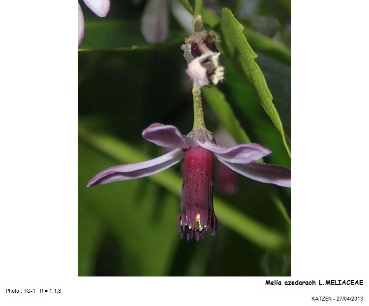 Melia azedarach  Meliaceae L.1753 #31137